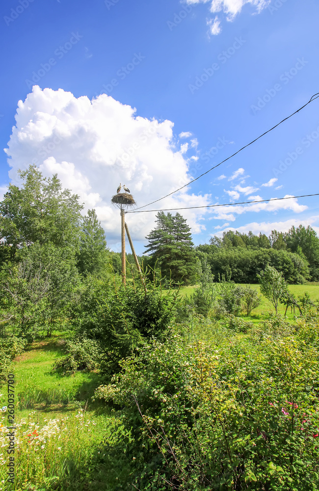 Summer landscape in Latvia, East Europe. Stork nest on the utility pole.