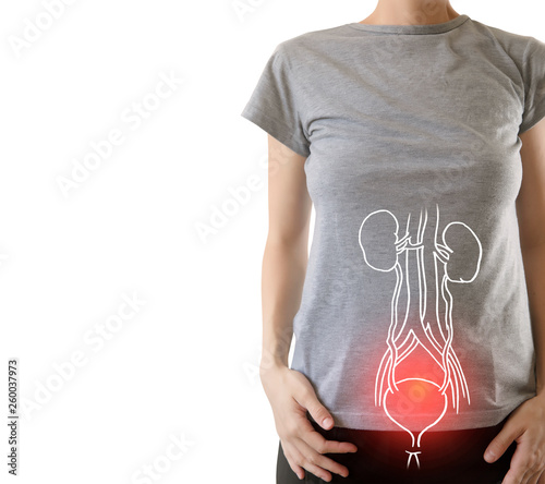 Human Female Kidney Anatomy highlighted red photo