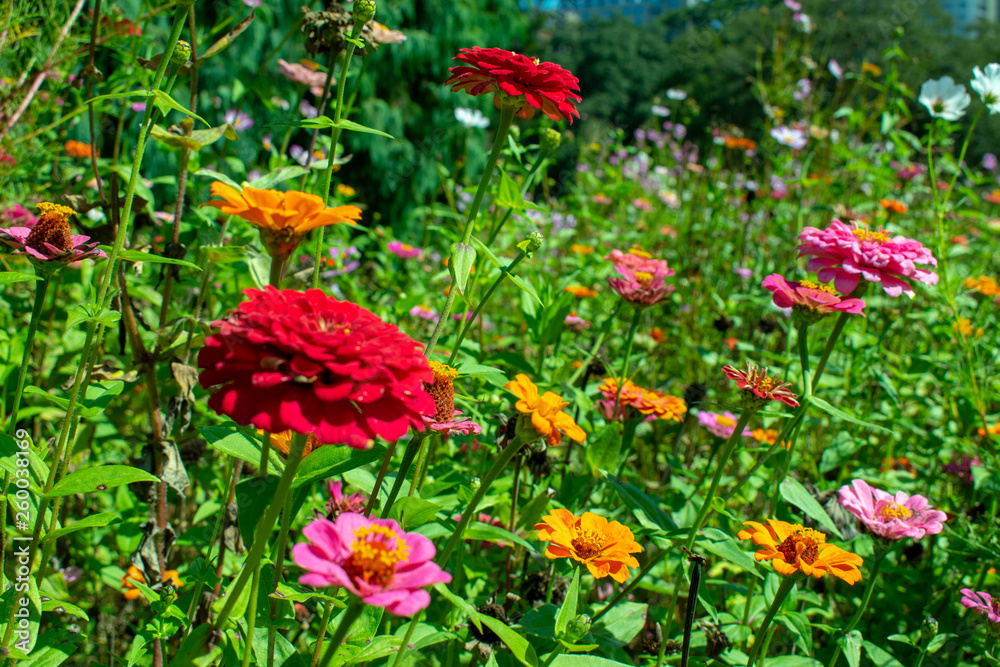 red flowers in the garden