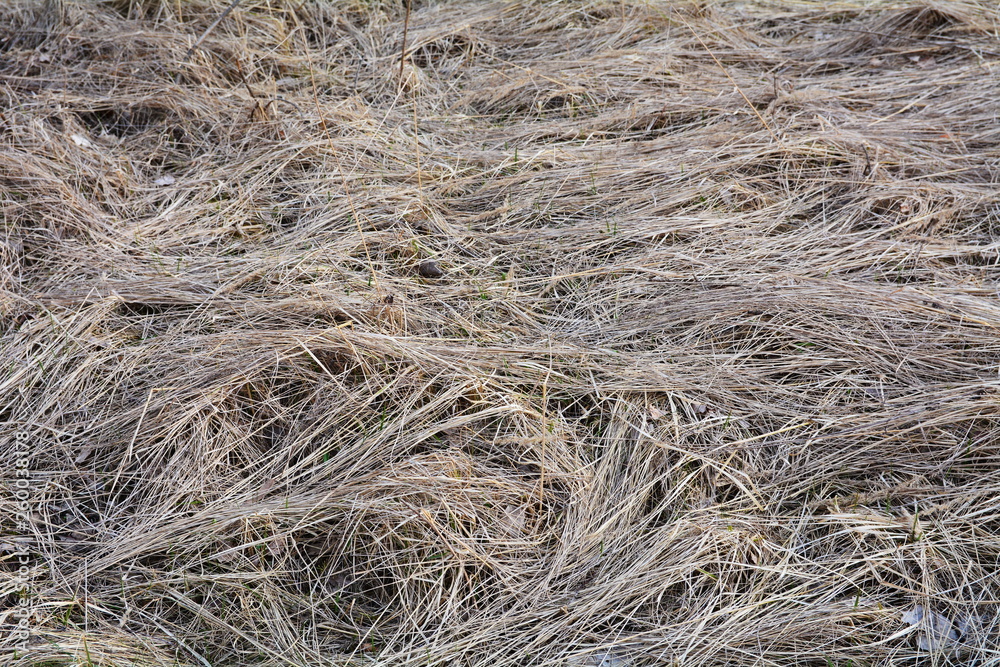 Fototapeta premium sucha trawa