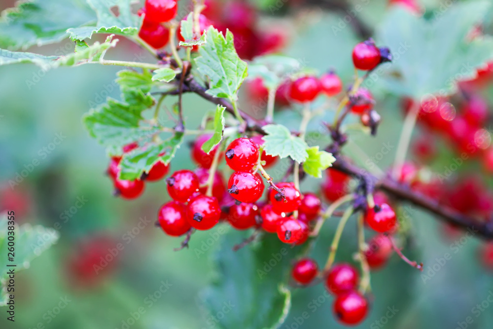 Ripe red currant in a summer garden. Ribes rubrum plant with ripe red berries. Ripe red currant in a summer garden. Ribes rubrum plant with ripe red berries.