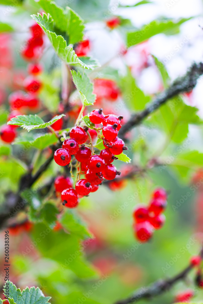 Ripe red currant in a summer garden. Ribes rubrum plant with ripe red berries. Ripe red currant in a summer garden. Ribes rubrum plant with ripe red berries.