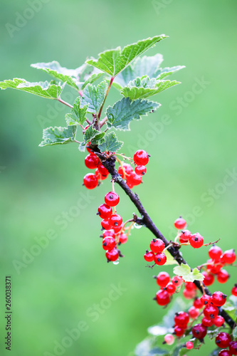 Ripe red currant in a summer garden. Ribes rubrum plant with ripe red berries.