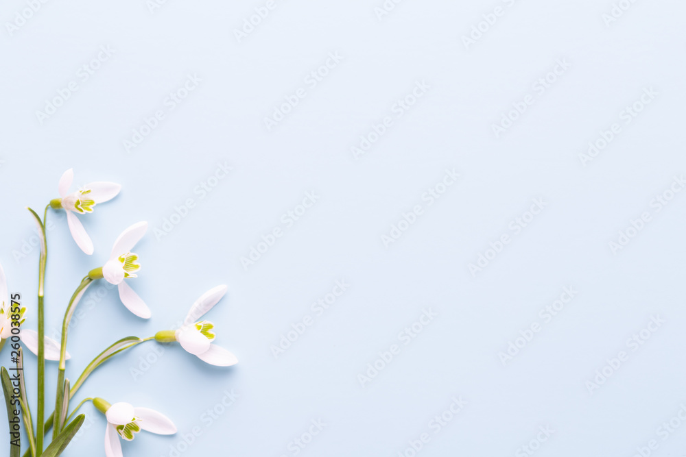 Fresh snowdrops on blue background with place for text. Spring greeting card. Mother day. Flat lay.