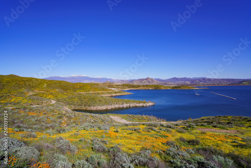 Lots of wild flower blossom at Diamond Valley Lake © Kit Leong