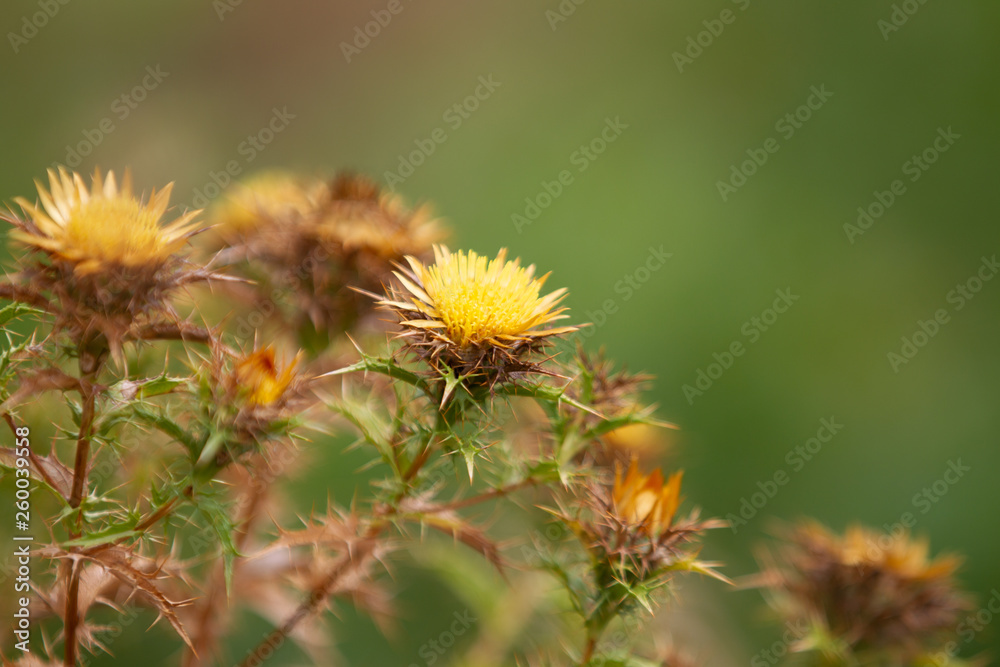 Flores Flores