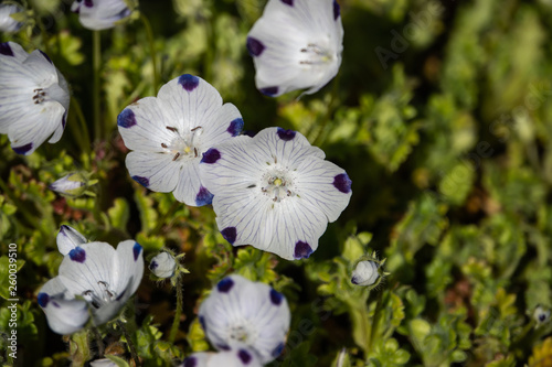 Baby Blue Eyes Flowers in Bloom in Springtime photo