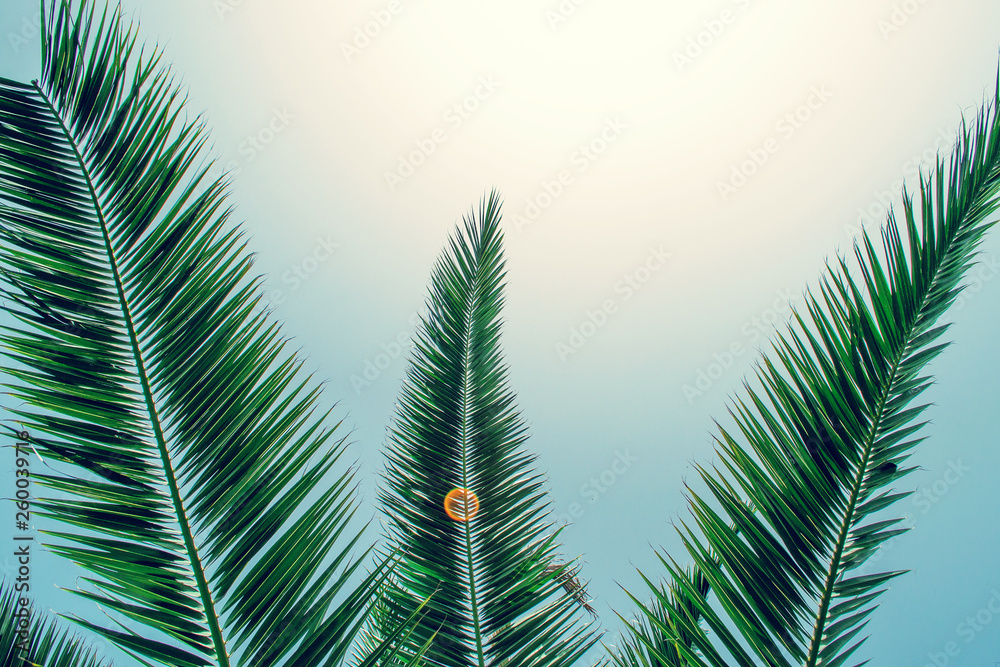 Tropical palm tree on sky background