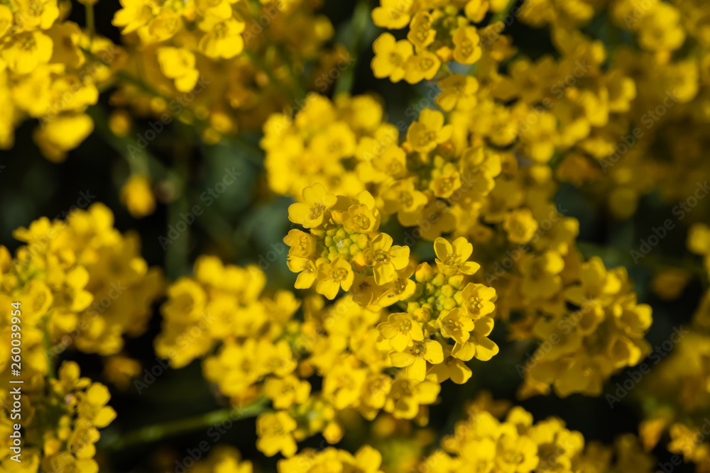 Basket of Gold Flowers in Bloom in Springtime