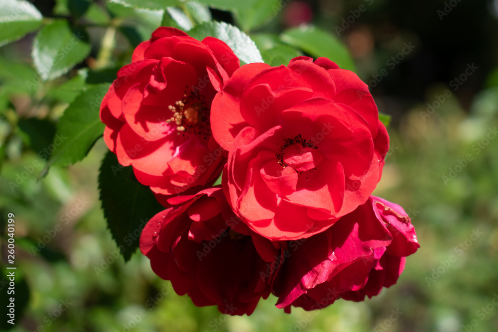 red rose in garden red rose in garden
