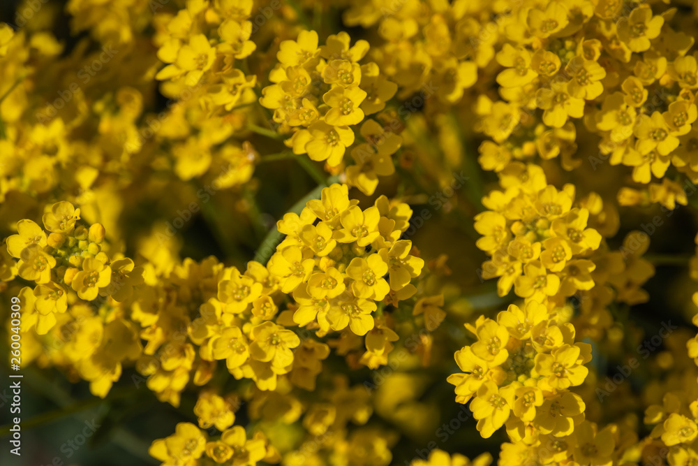 Basket of Gold Flowers in Bloom in Springtime Basket of Gold Flowers in Bloom in Springtime