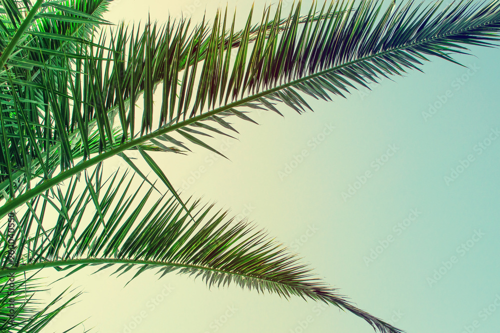 Tropical palm tree on sky background