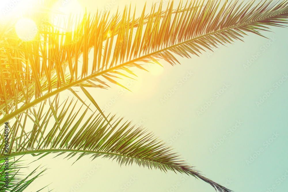 Obraz premium Tropical palm tree on sky background