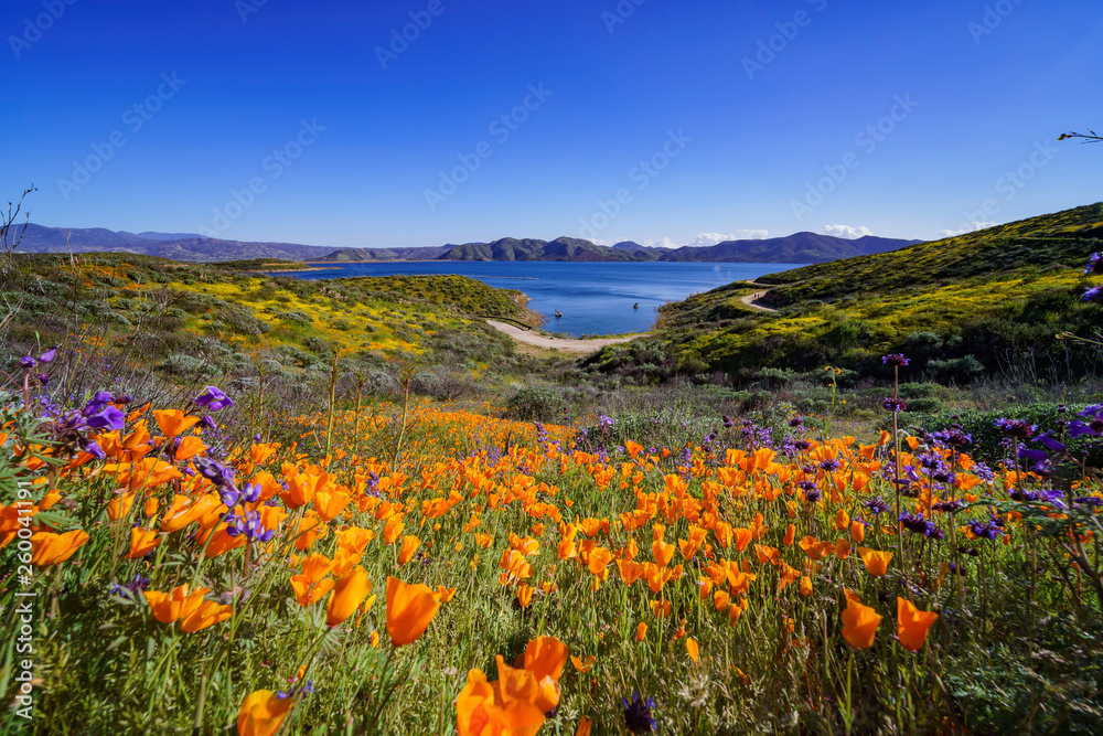 Lots of wild flower blossom at Diamond Valley Lake
