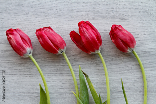 Four red withering tulips on a grey varying board background