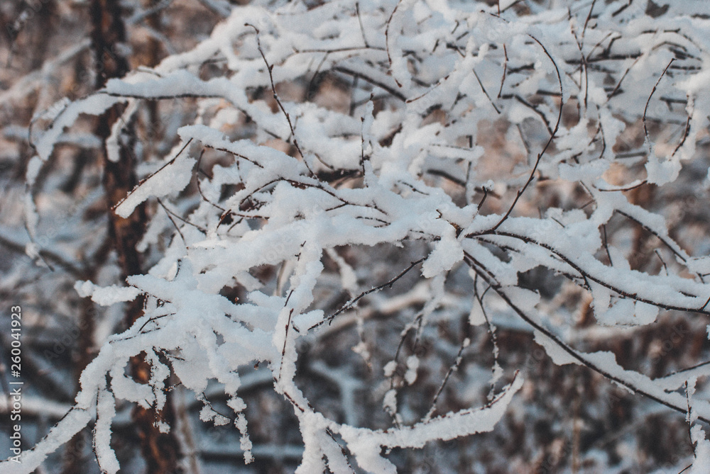 frost on the leaves