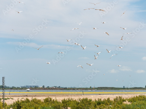 Pájaros photo