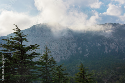 Mountains and forest under cloudy sky.