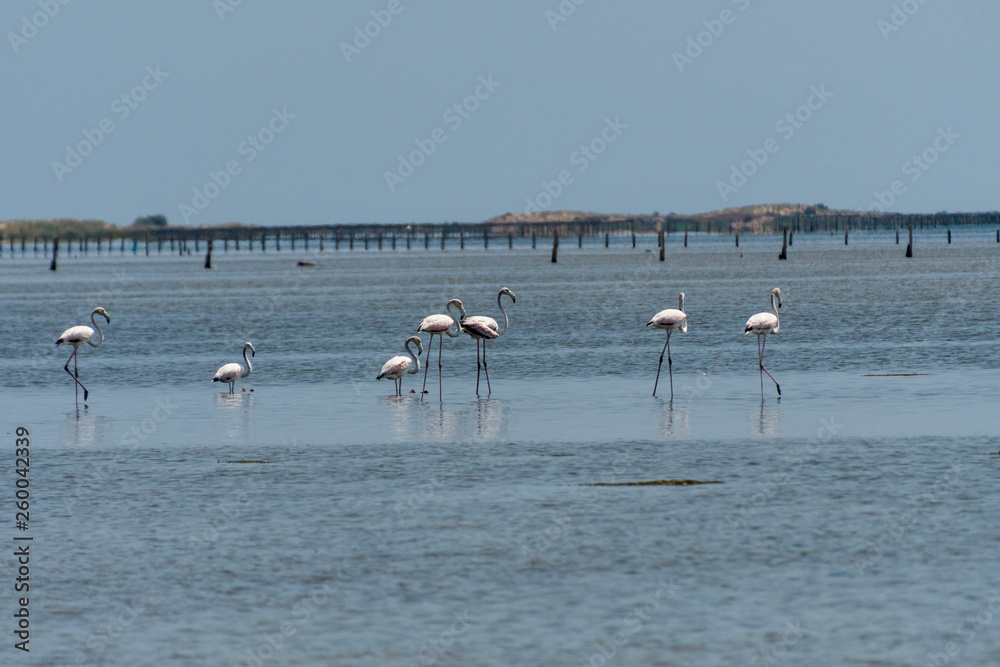 Naklejka premium Pájaros