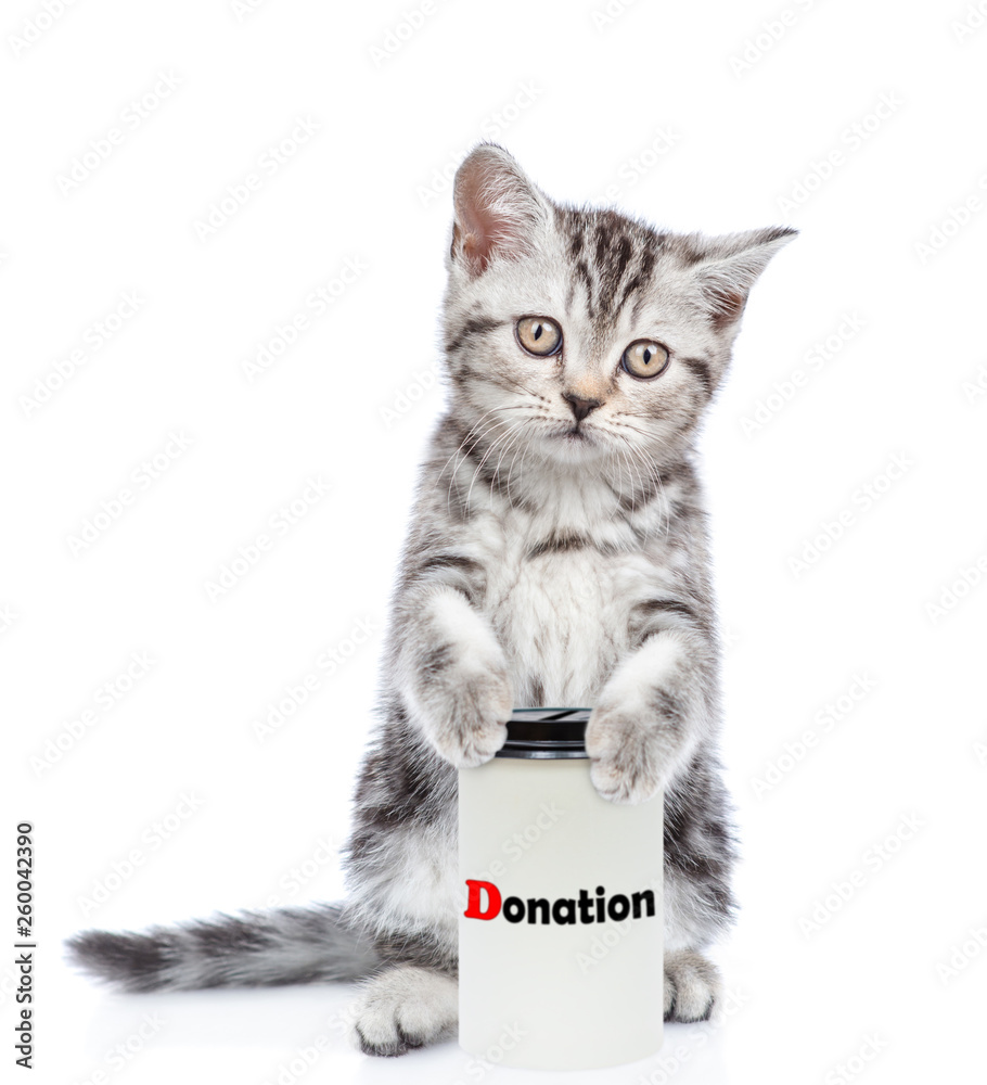 Obraz premium Kitten with a donation can, asking money for charity, looking at camera. isolated on white background