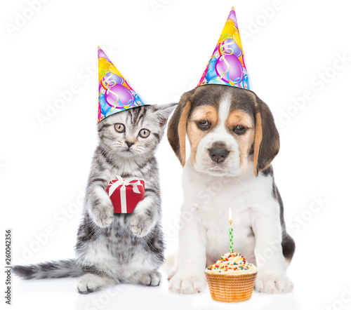 Kitten and puppy in birthday hats with gift box and cupcake. isolated on white background © Ermolaev Alexandr