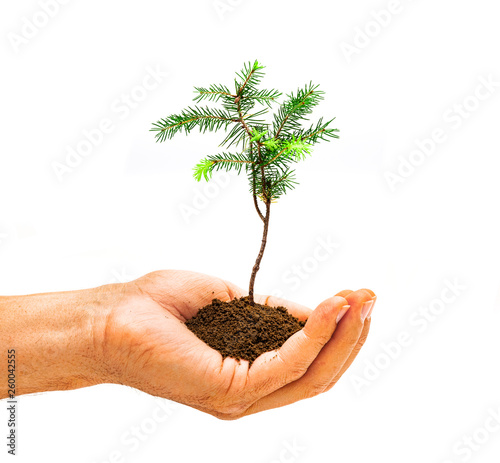 Junge Pflanze in Hand