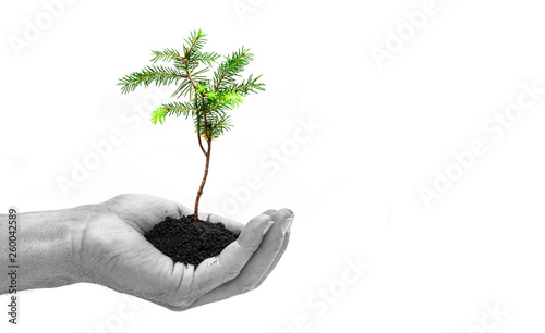 Junge Pflanze in Hand