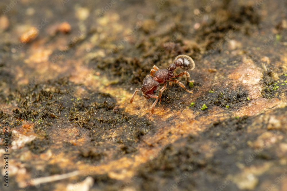 Tetramorium lanuginosum, woolly ants, a common tropical invasive ant species