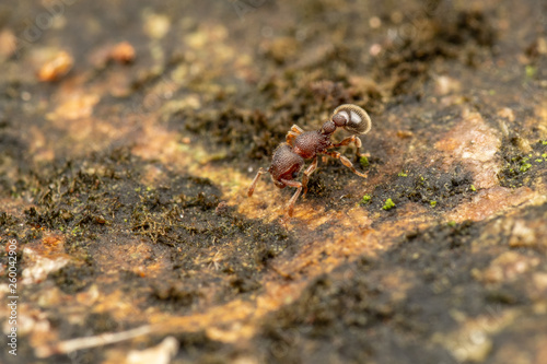 Tetramorium lanuginosum, woolly ants, a common tropical invasive ant species