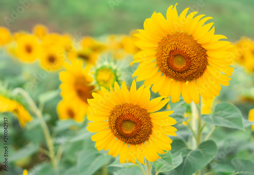 Closeup sunflower on the field, selective focus