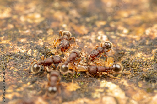 Tetramorium lanuginosum, woolly ants, a common tropical invasive ant species photo