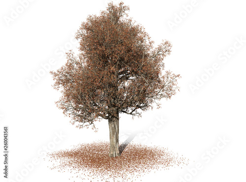 A tree isolated over a white background for graphic design  illustration image.