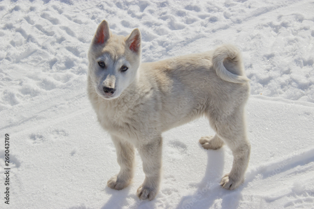 Puppy West Siberian Laika. Breed of hunting dogs of the Northern forest zone. Puppy West Siberian Laika. Breed of hunting dogs of the Northern forest zone.