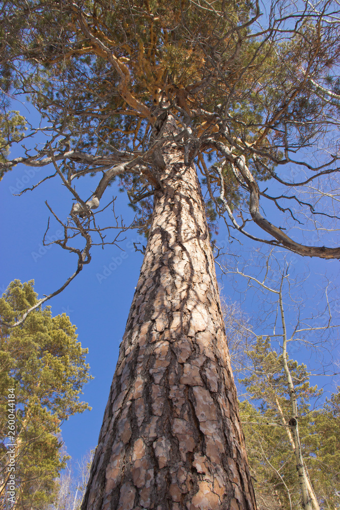 Angara pine is an evergreen coniferous tree of the pine family. Angara pine is an evergreen coniferous tree of the pine family.