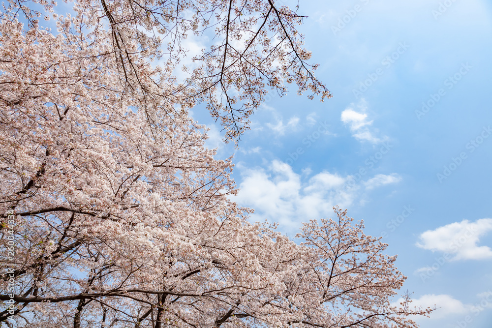 青空と桜 青空と桜