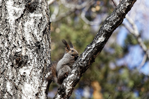 squirrel eating on a tree branch © Aleksei