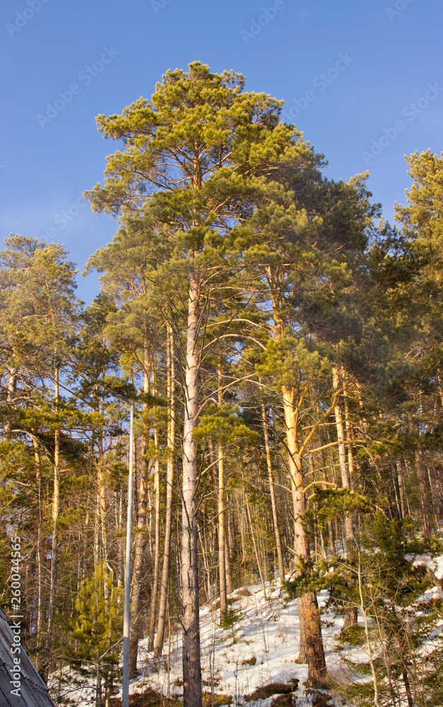 Fototapeta premium Angara pine is an evergreen coniferous tree of the pine family.