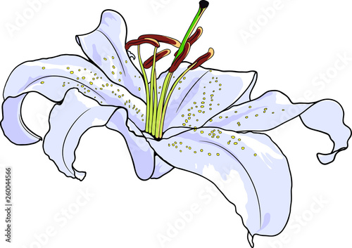 Open royal lily flower with black outline. Hand drawn lilium vector illustration.