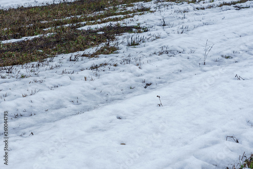 Obraz na płótnie field with melting snow and last year's grass w salonie