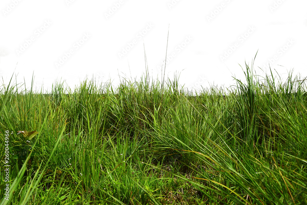 Green grass fields on white background Green grass fields on white background