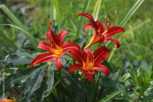 red flower in the garden