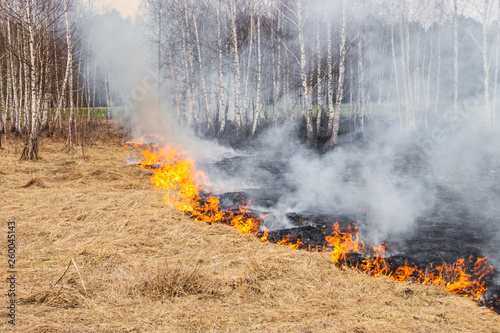Emergency in a field, fire burns dry grass with animals © Taras