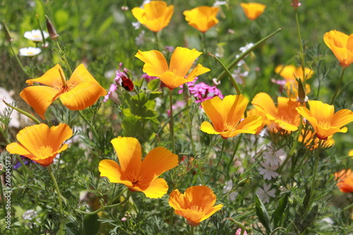 yellow flowers in the garden