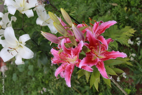pink flowers in the garden
