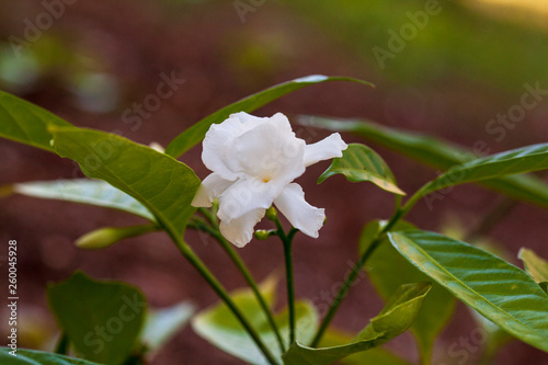 The strikingly beautiful solitary brilliant white flower blossom against the glossy green leaves of the Gardenia is a pleasure to behold