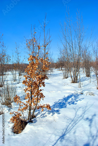 Oak tree with bright yellow dry leaves on meadow covered with snow, blue sky background