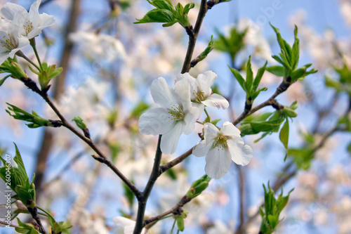 桜の開花