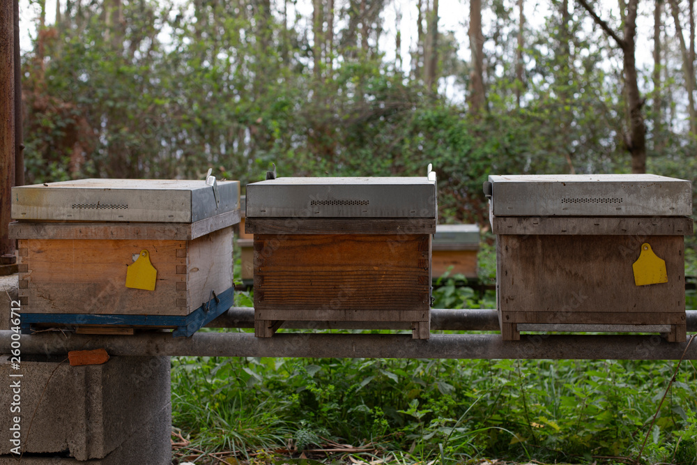 Beekeeper’s Hives (Artificial Hives) Beekeeper’s Hives (Artificial Hives)