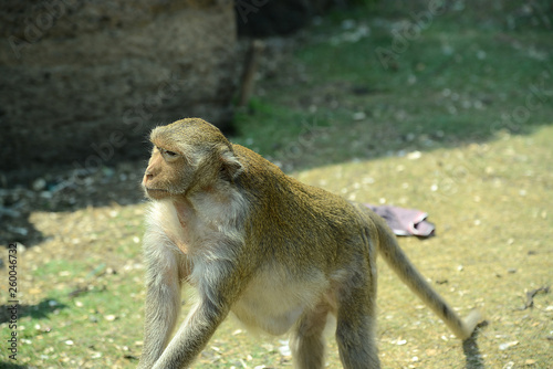 Affentempel und Affen in Lopburi  Thailand