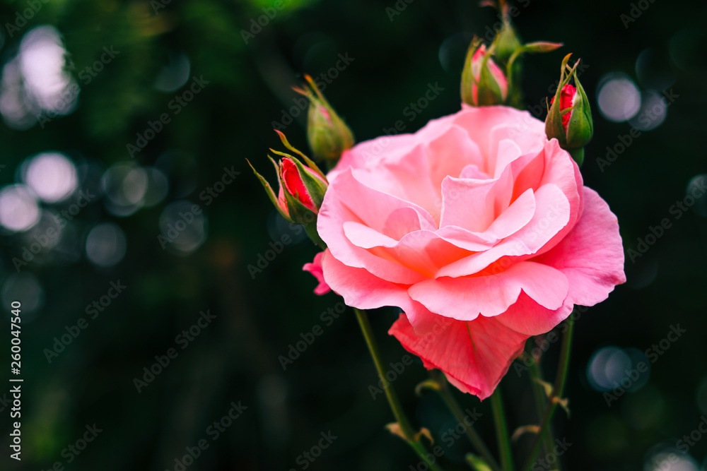 Fototapeta premium Beautiful pink rose for valentine's day,Love concepts.